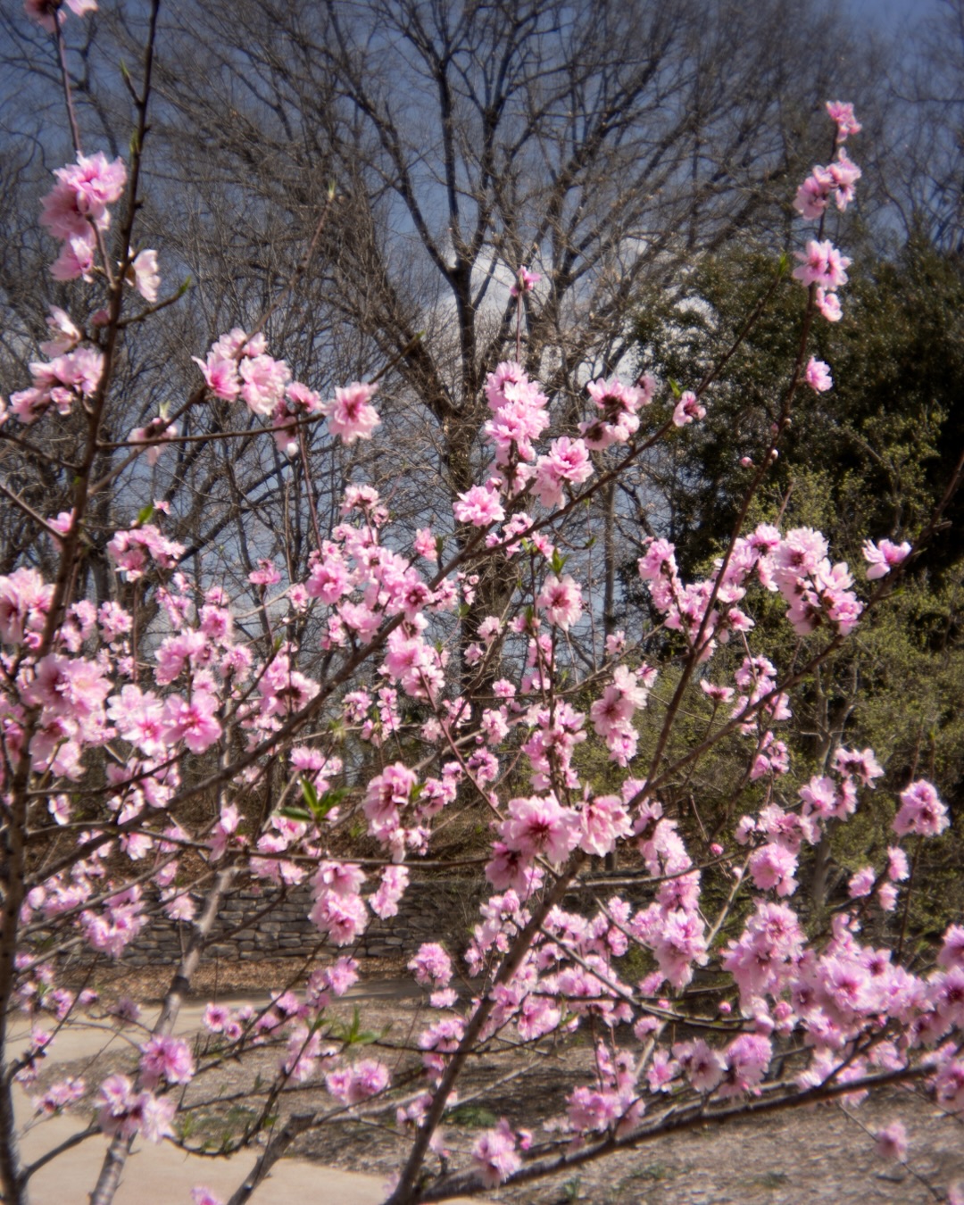 In the Garden · photograph 13 of 15